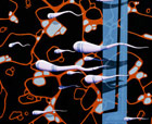 Titel: -- One in a million -- , Spermien auf abstraktem Hintergrund